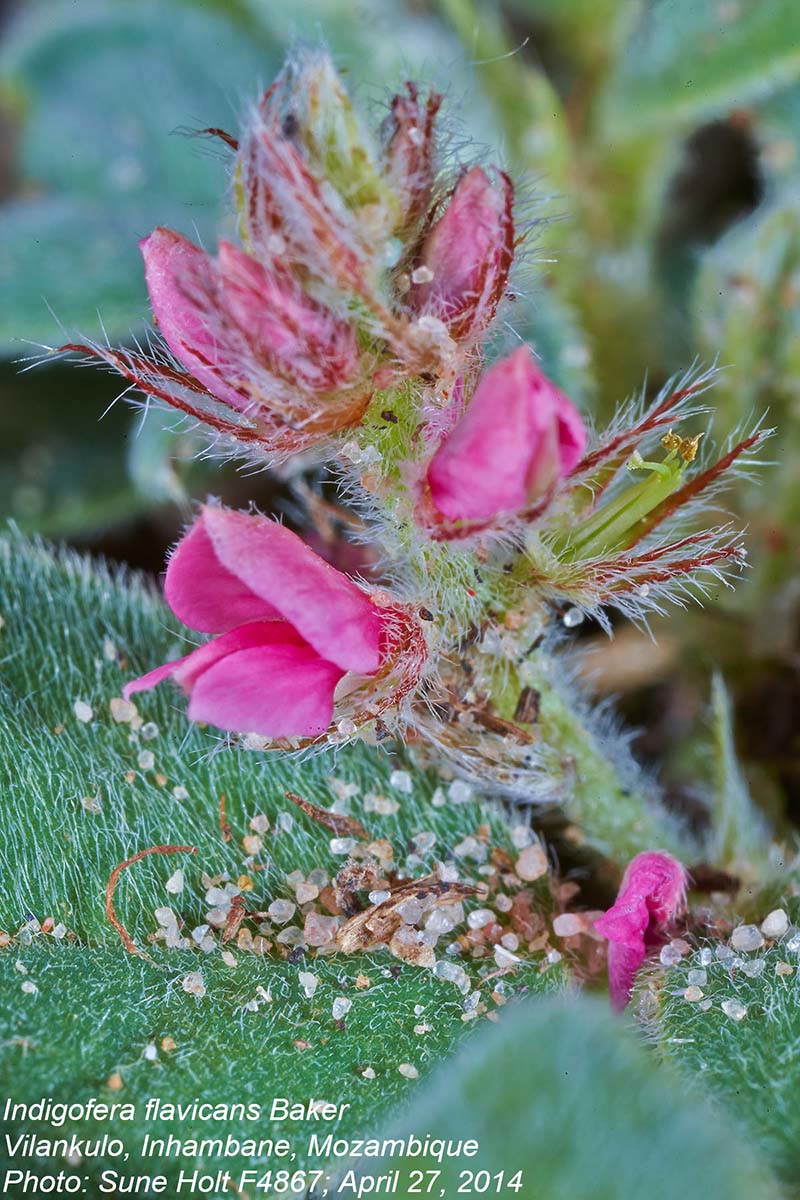Indigofera flavicans