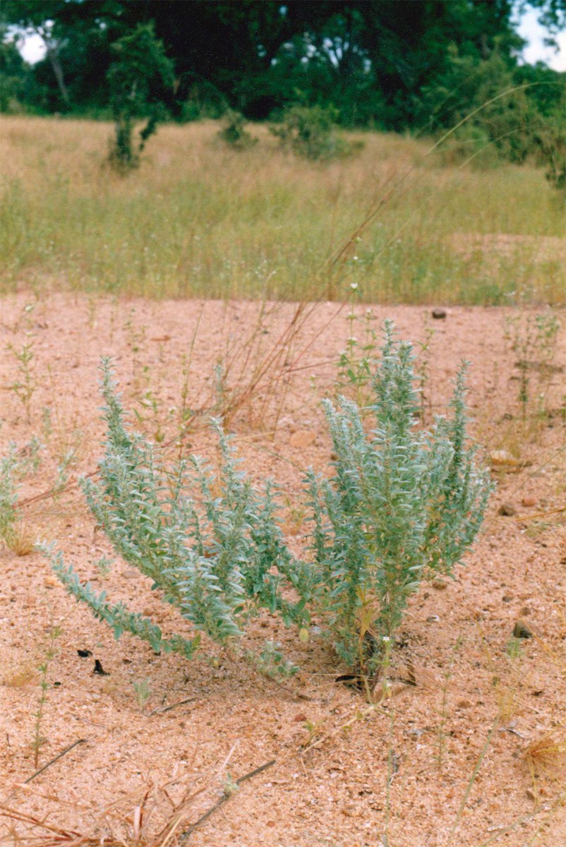 Indigofera inhambanensis