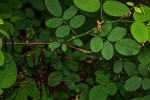 Indigofera ormocarpoides