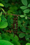 Indigofera ormocarpoides