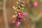Indigofera schimperi var. schimperi