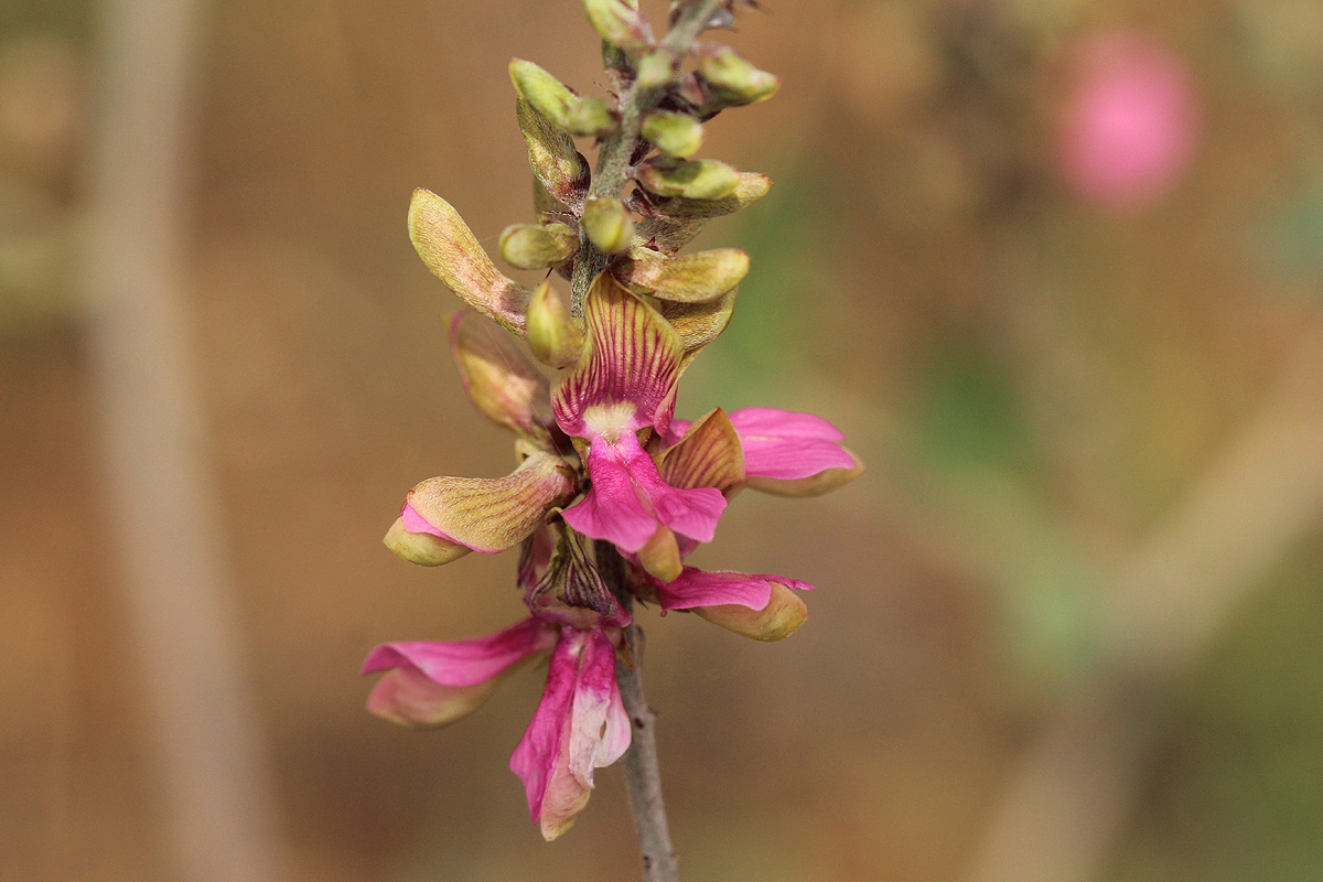 Indigofera schimperi var. schimperi Indigofera schimperi var. schimperi