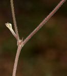 Tephrosia lupinifolia