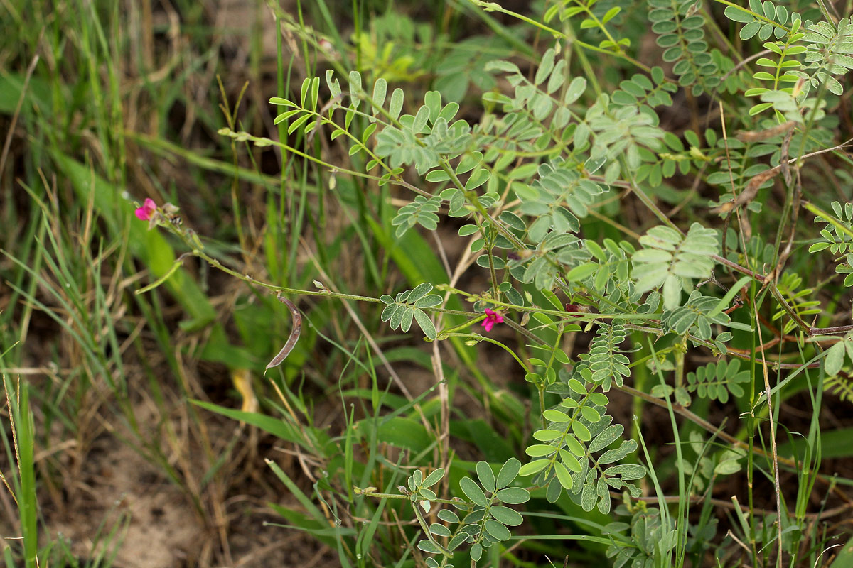 Tephrosia purpurea subsp. leptostachya Tephrosia purpurea subsp. leptostachya