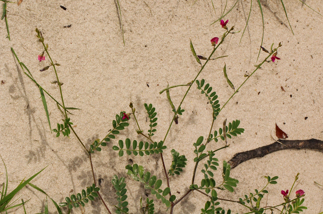 Tephrosia purpurea subsp. leptostachya