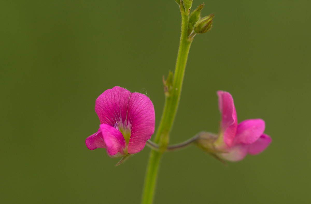 Tephrosia purpurea subsp. leptostachya