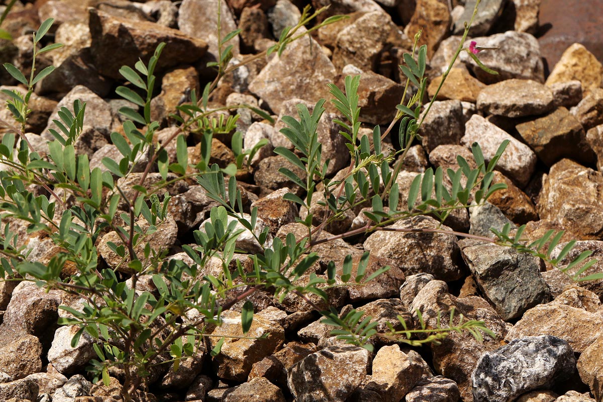 Tephrosia purpurea subsp. leptostachya