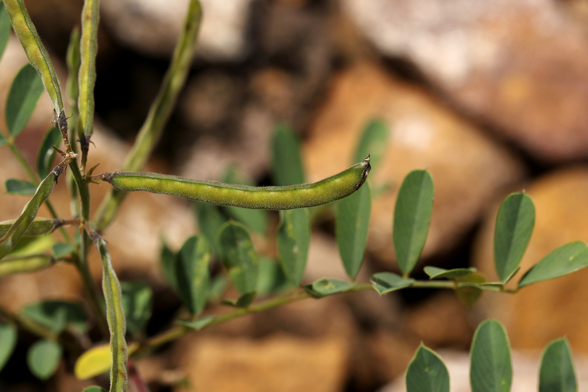 Tephrosia purpurea subsp. leptostachya Tephrosia purpurea subsp. leptostachya