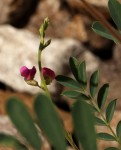 Tephrosia purpurea subsp. leptostachya