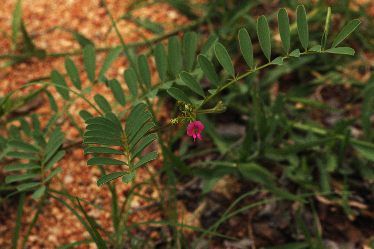 Tephrosia purpurea subsp. leptostachya Tephrosia purpurea subsp. leptostachya