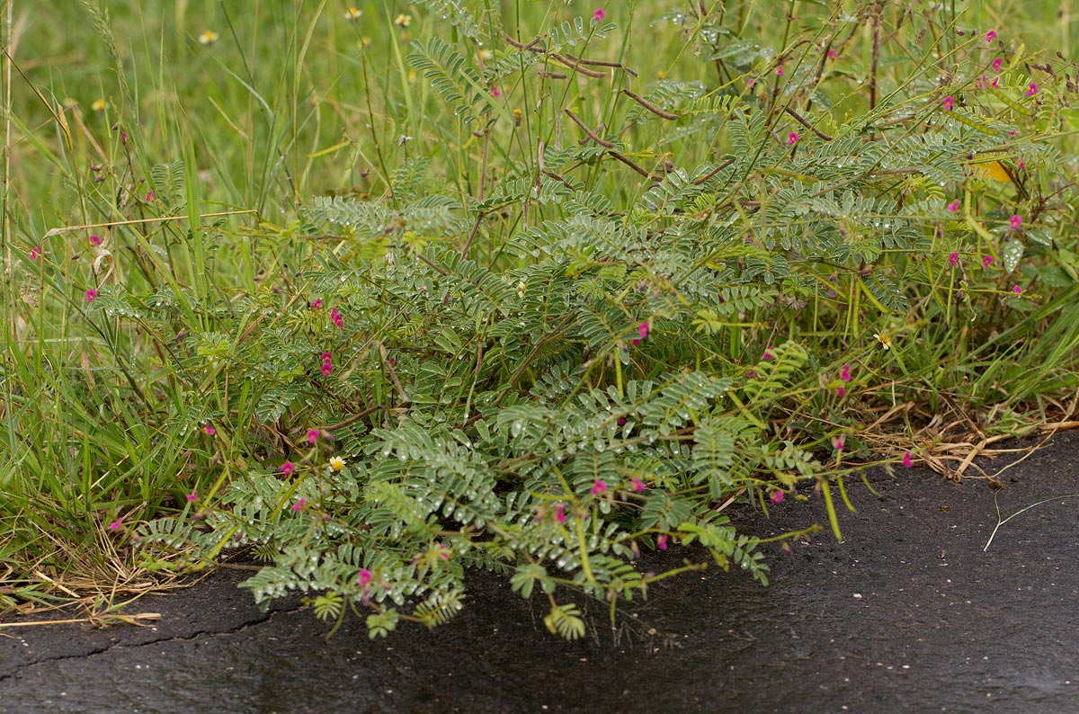 Tephrosia purpurea subsp. leptostachya