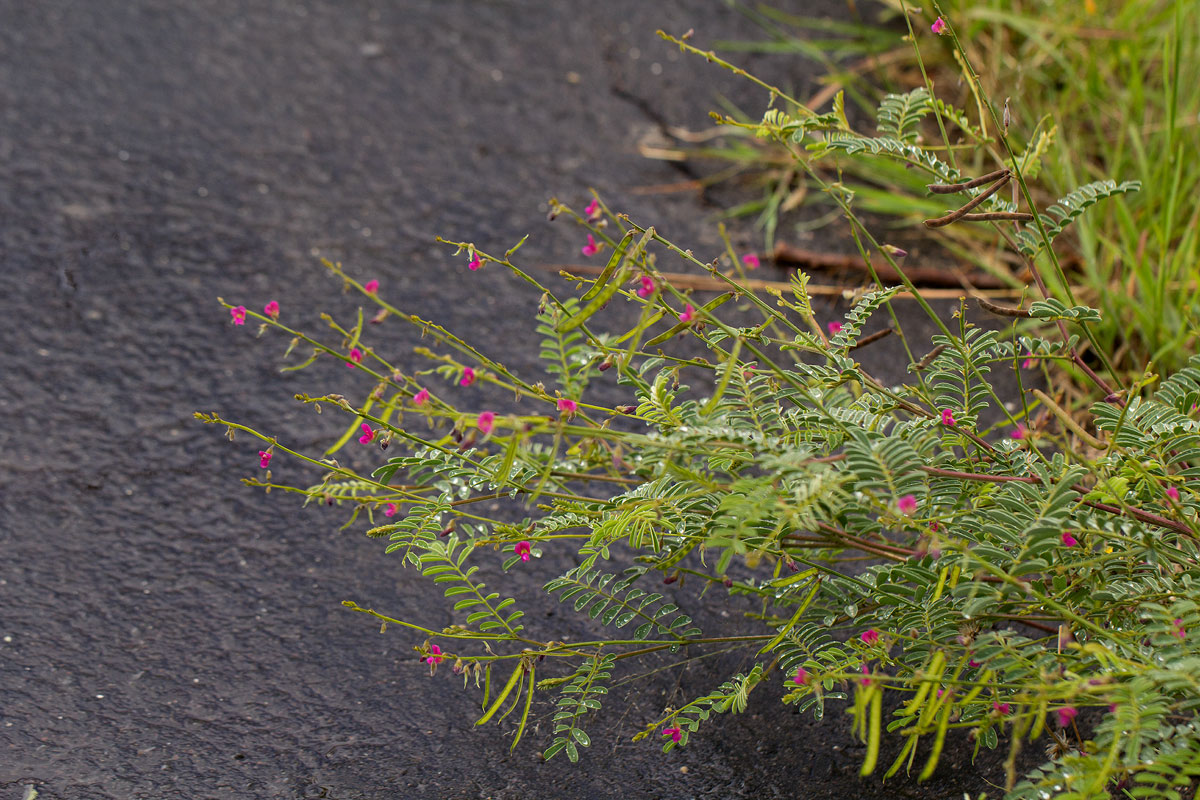 Tephrosia purpurea subsp. leptostachya