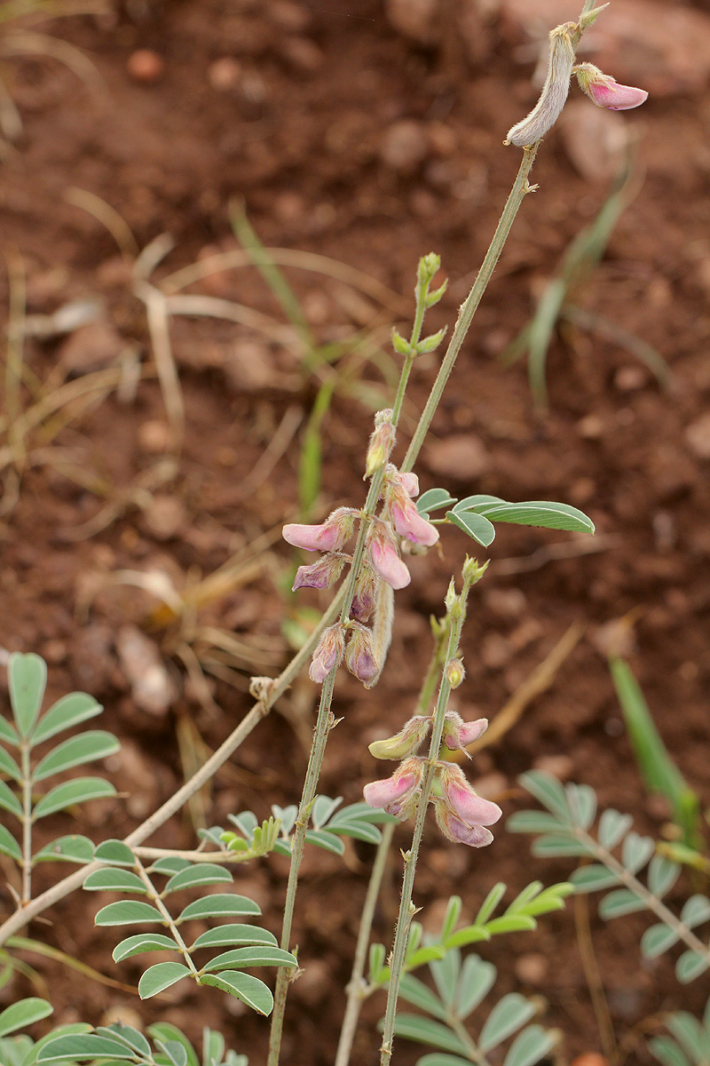 Tephrosia villosa subsp. ehrenbergiana var. daviesii