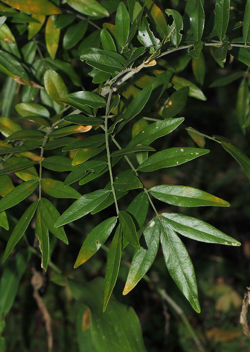 Mundulea sericea Mundulea sericea
