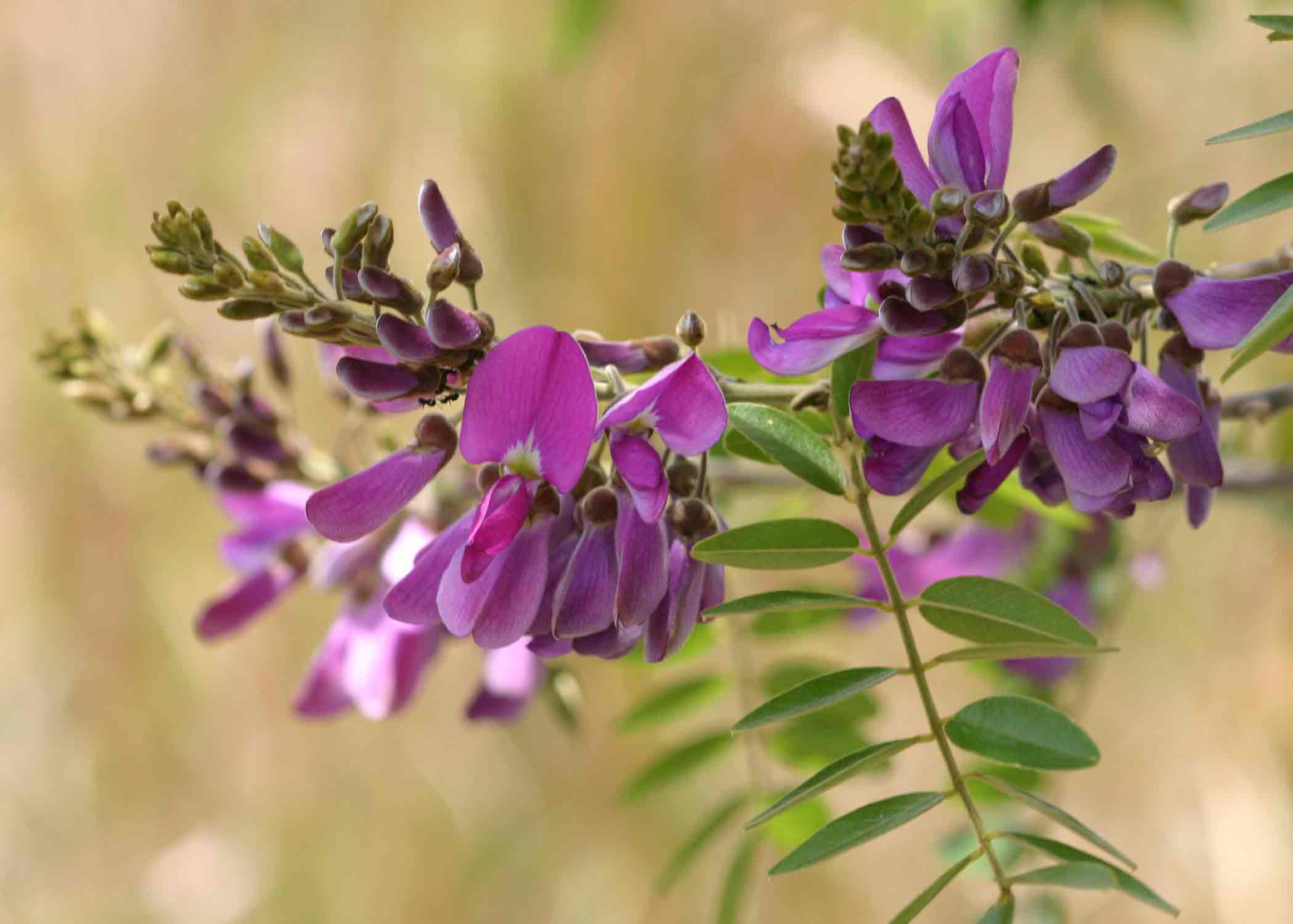 Mundulea sericea Mundulea sericea
