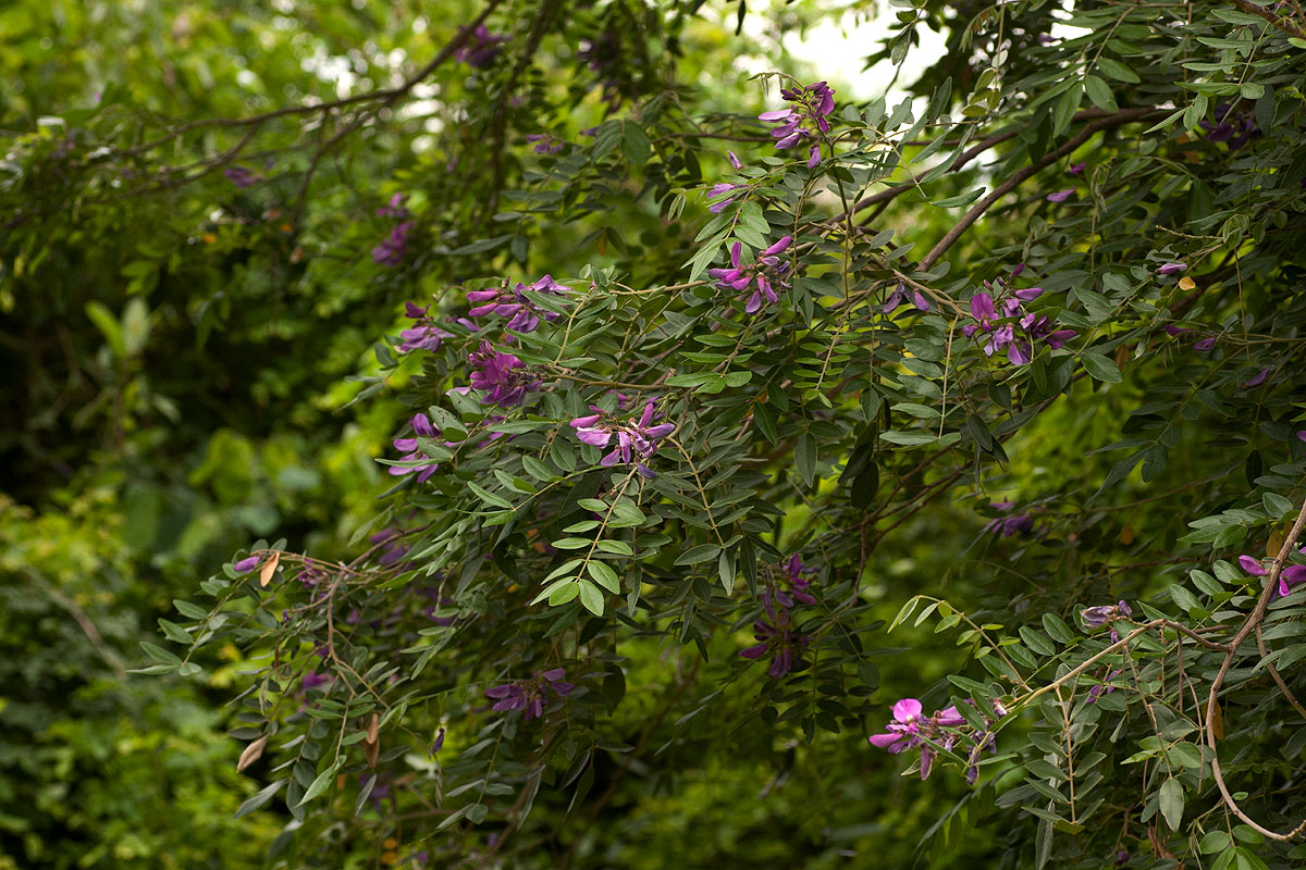 Mundulea sericea Mundulea sericea