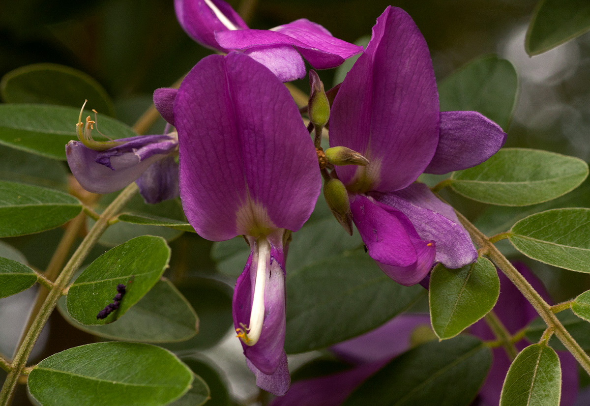 Mundulea sericea