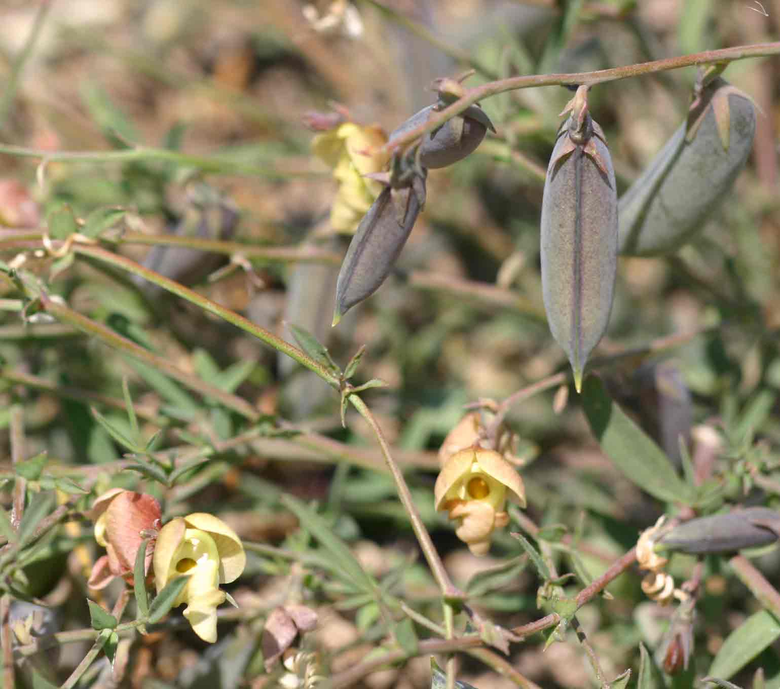 Bolusia amboensis
