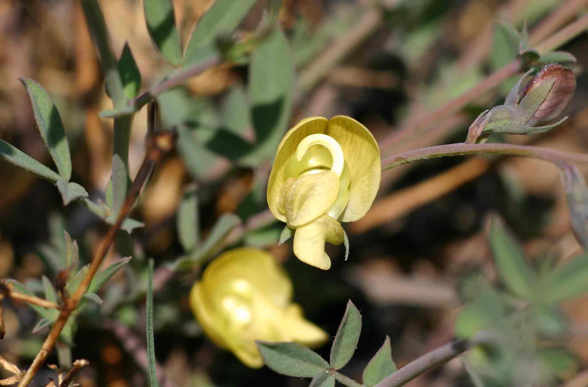 Bolusia amboensis
