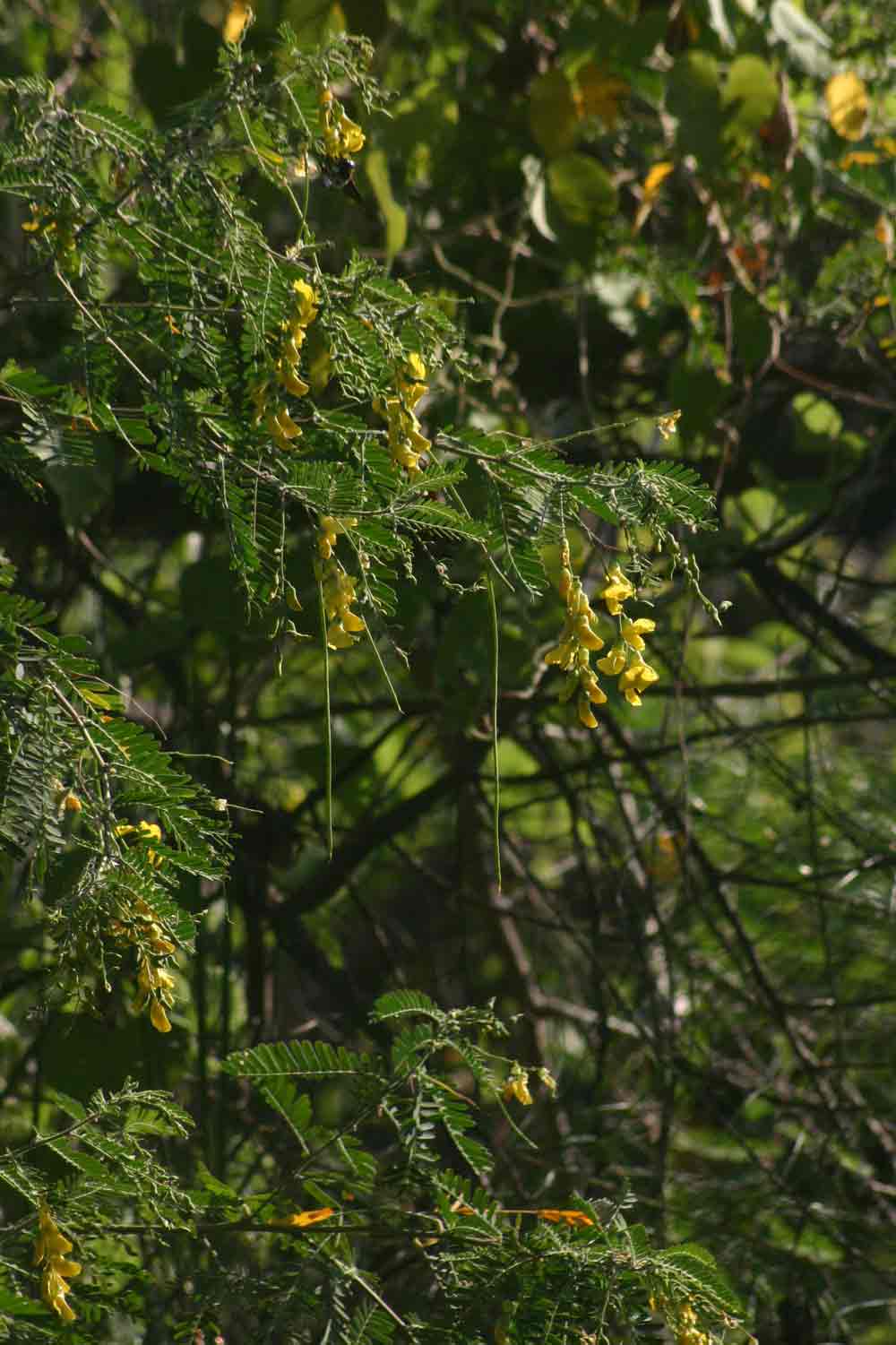 Sesbania sesban var. nubica