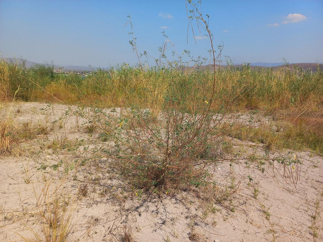 Sesbania sesban var. nubica