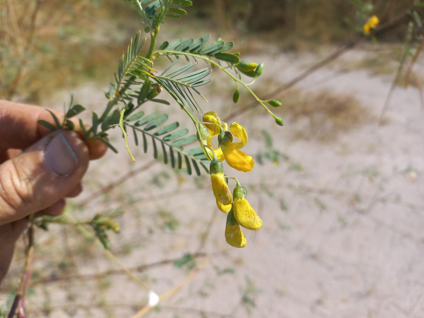 Sesbania sesban var. nubica