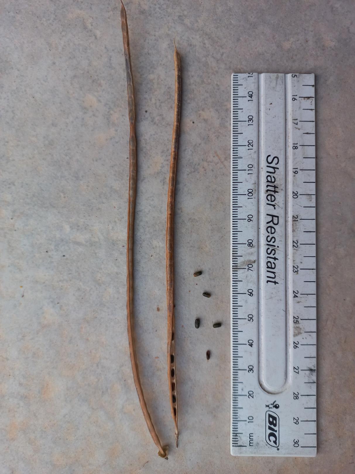 Sesbania sesban var. nubica