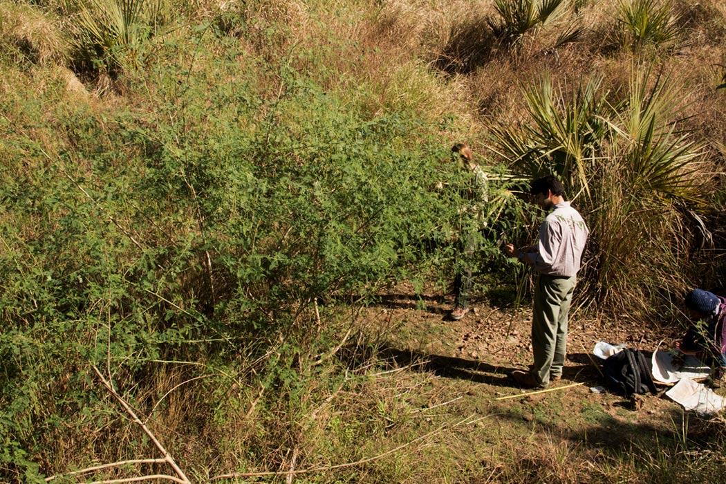 Sesbania sesban var. nubica