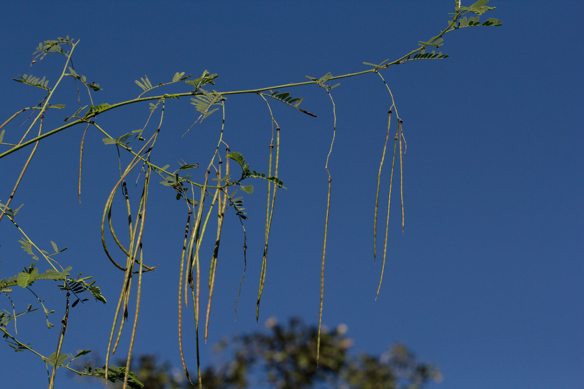 Sesbania sesban var. nubica