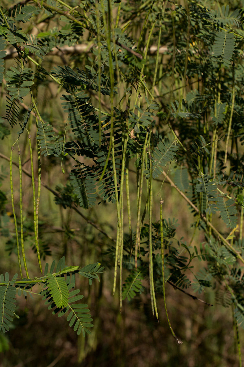 Sesbania sesban var. nubica