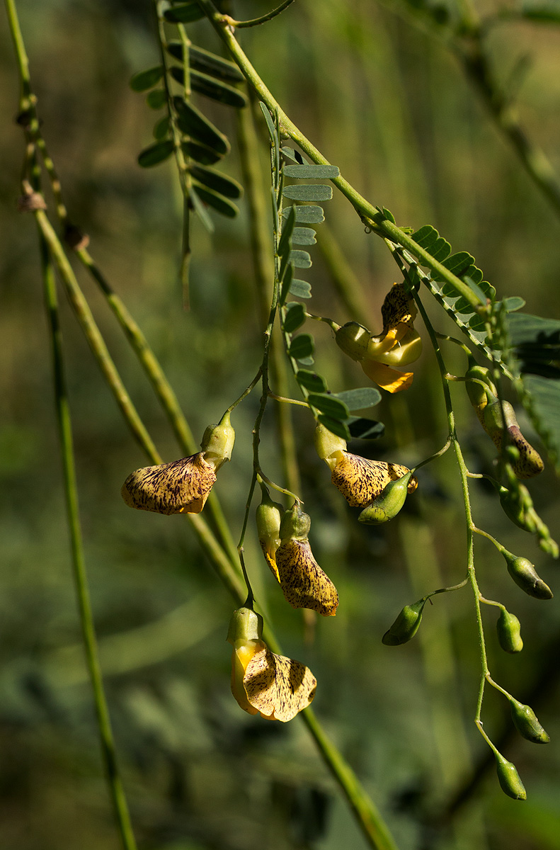 Sesbania sesban var. nubica