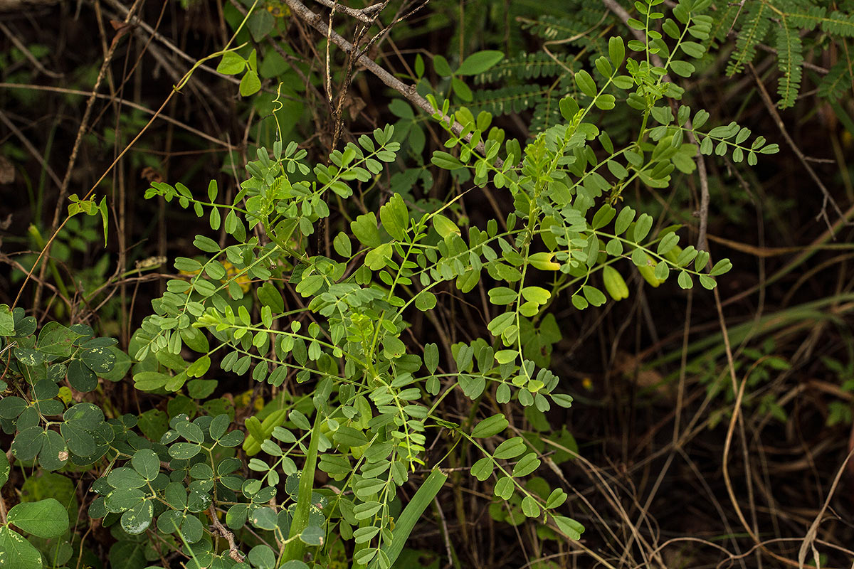Lessertia benguellensis Lessertia benguellensis