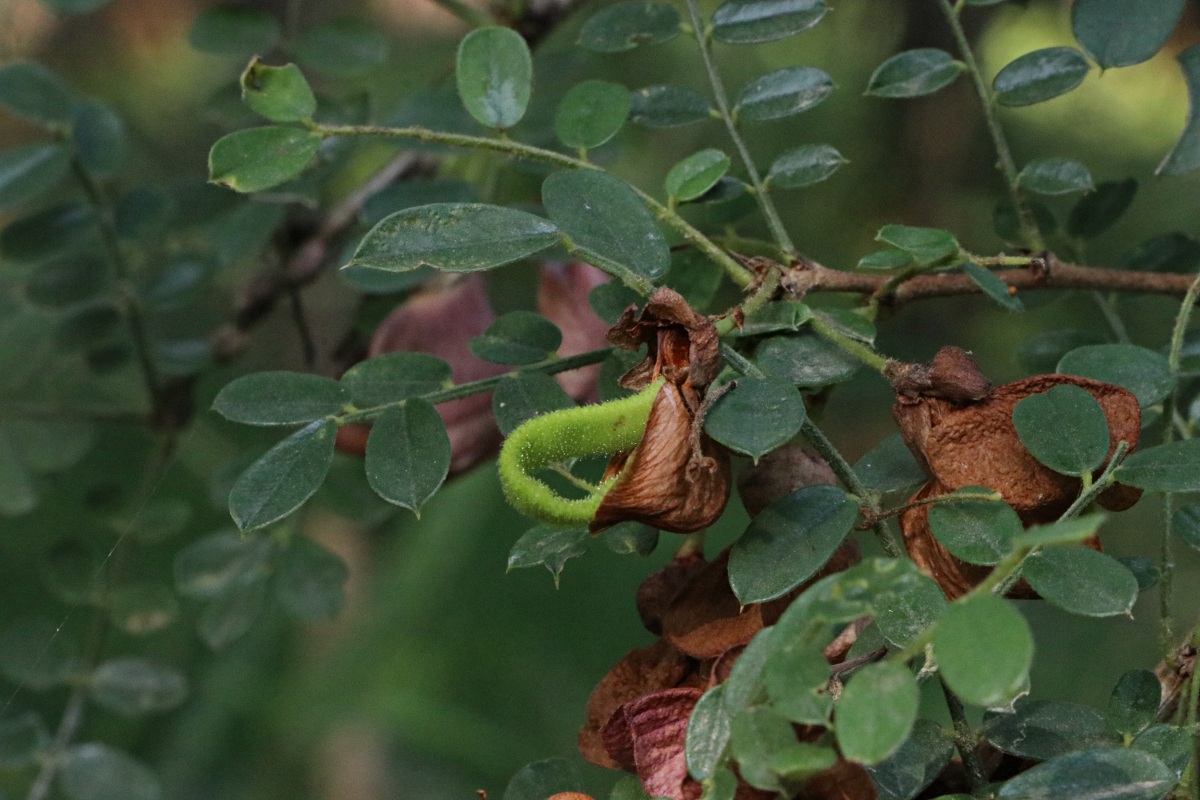 Ormocarpum kirkii Ormocarpum kirkii