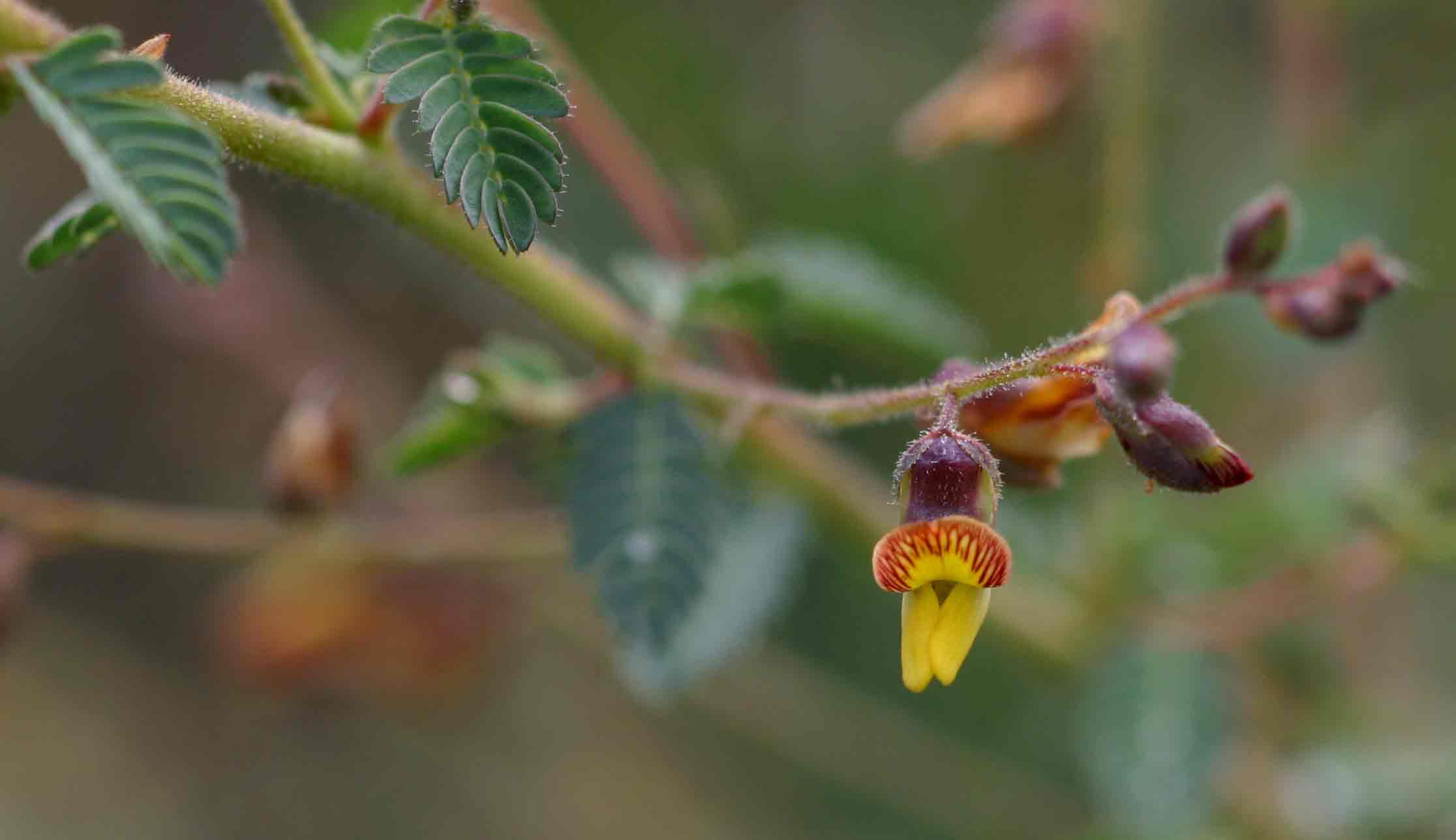 Aeschynomene mimosifolia Aeschynomene mimosifolia