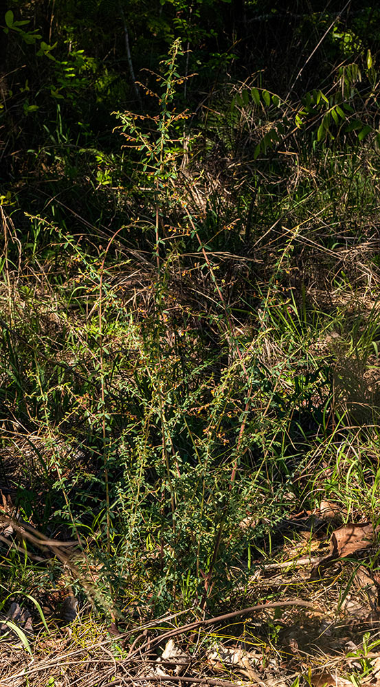 Aeschynomene mimosifolia Aeschynomene mimosifolia