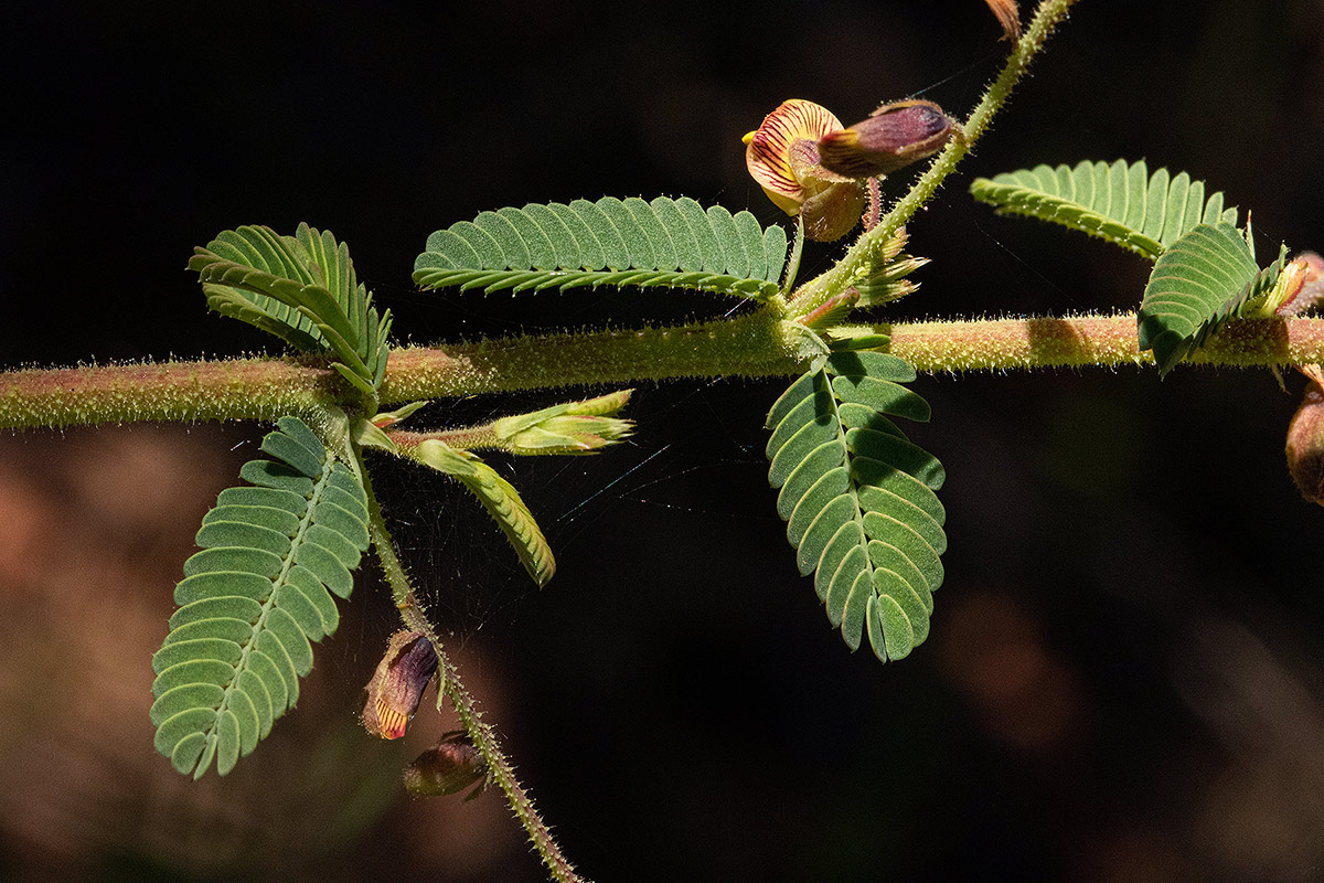 Aeschynomene mimosifolia Aeschynomene mimosifolia