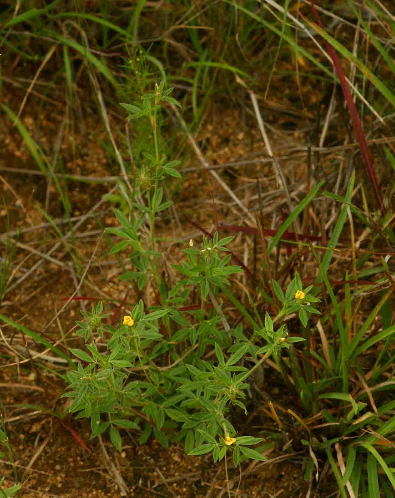 Stylosanthes fruticosa