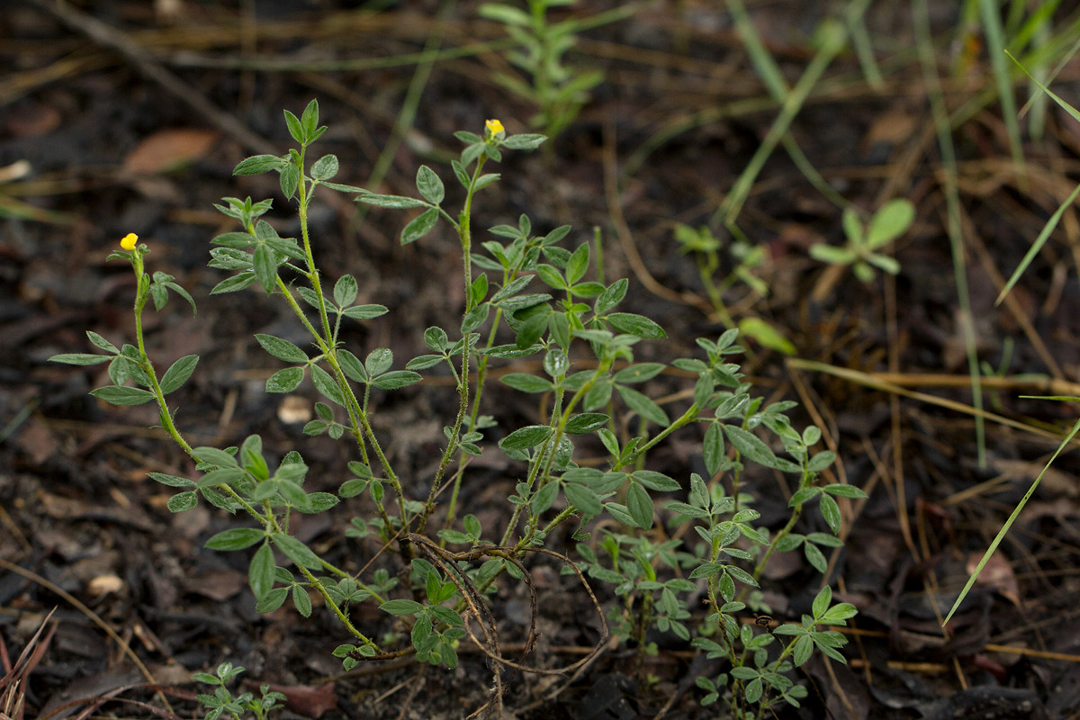 Stylosanthes fruticosa