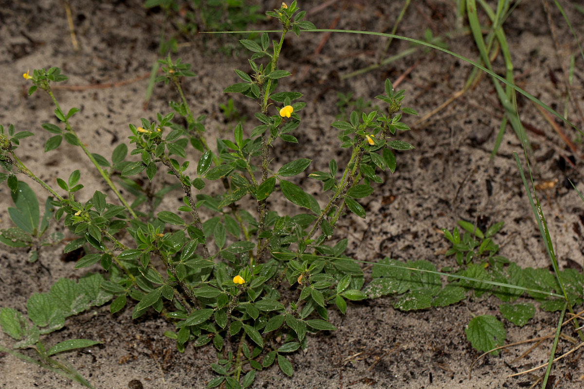 Stylosanthes fruticosa