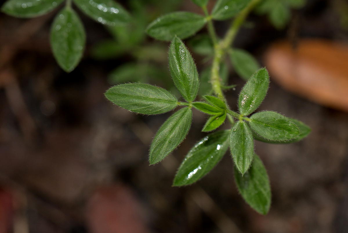 Stylosanthes fruticosa