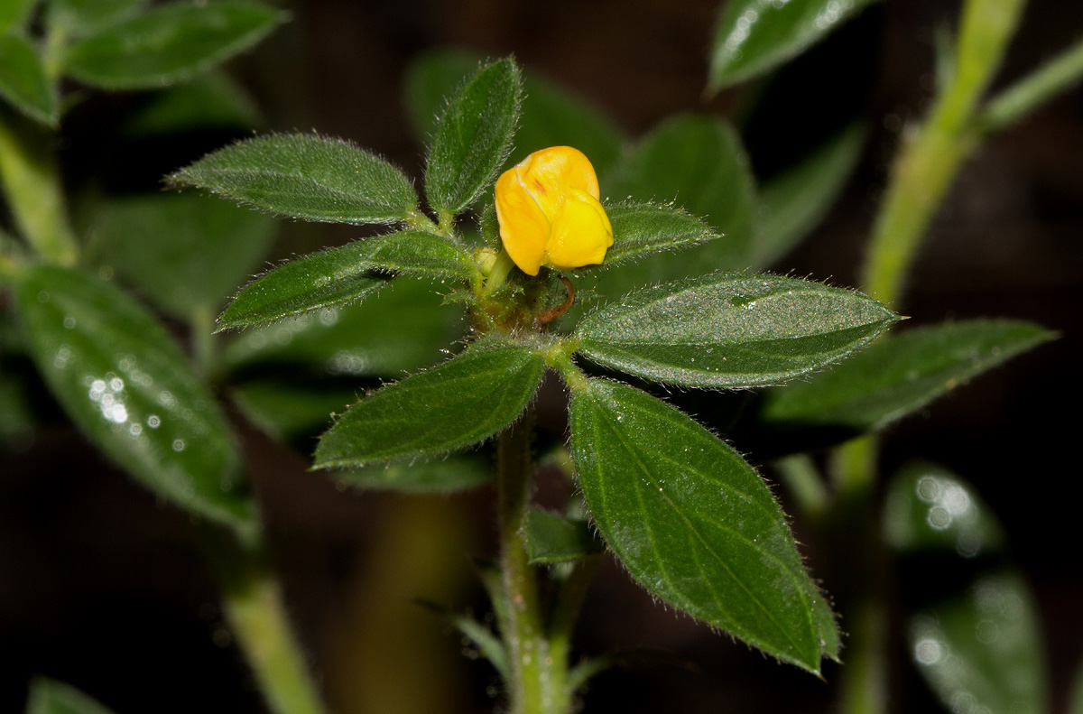 Stylosanthes fruticosa