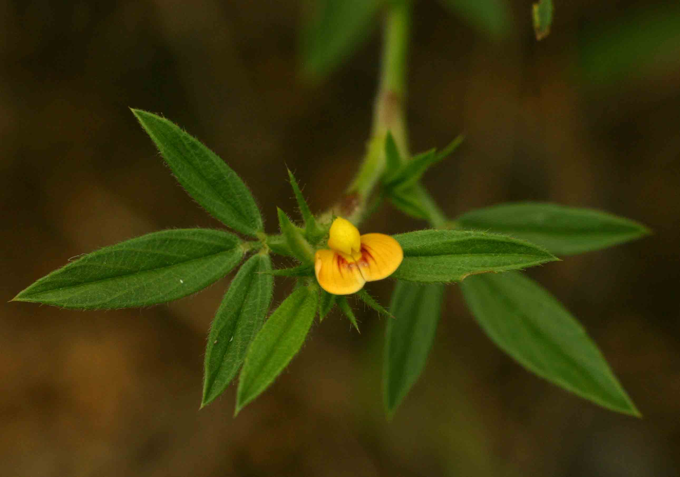 Stylosanthes fruticosa