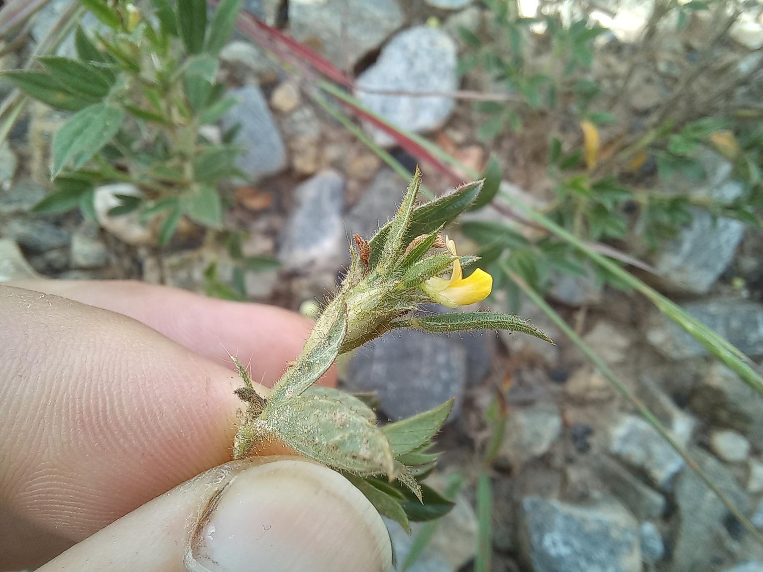 Stylosanthes fruticosa