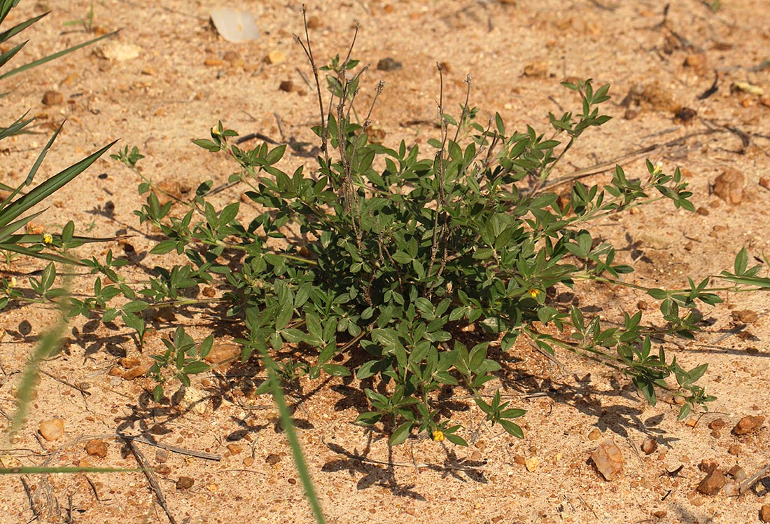 Stylosanthes fruticosa