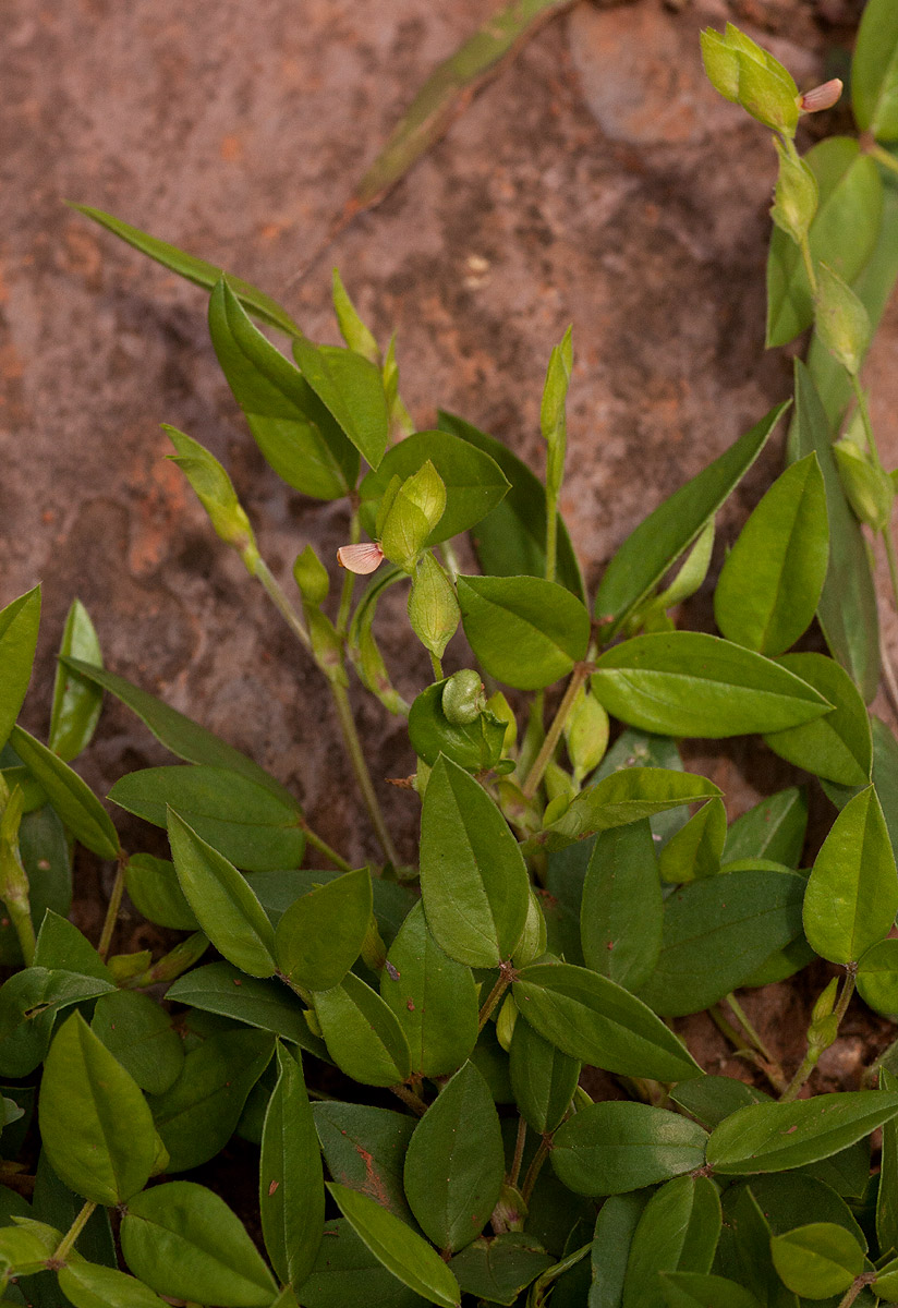 Zornia glochidiata
