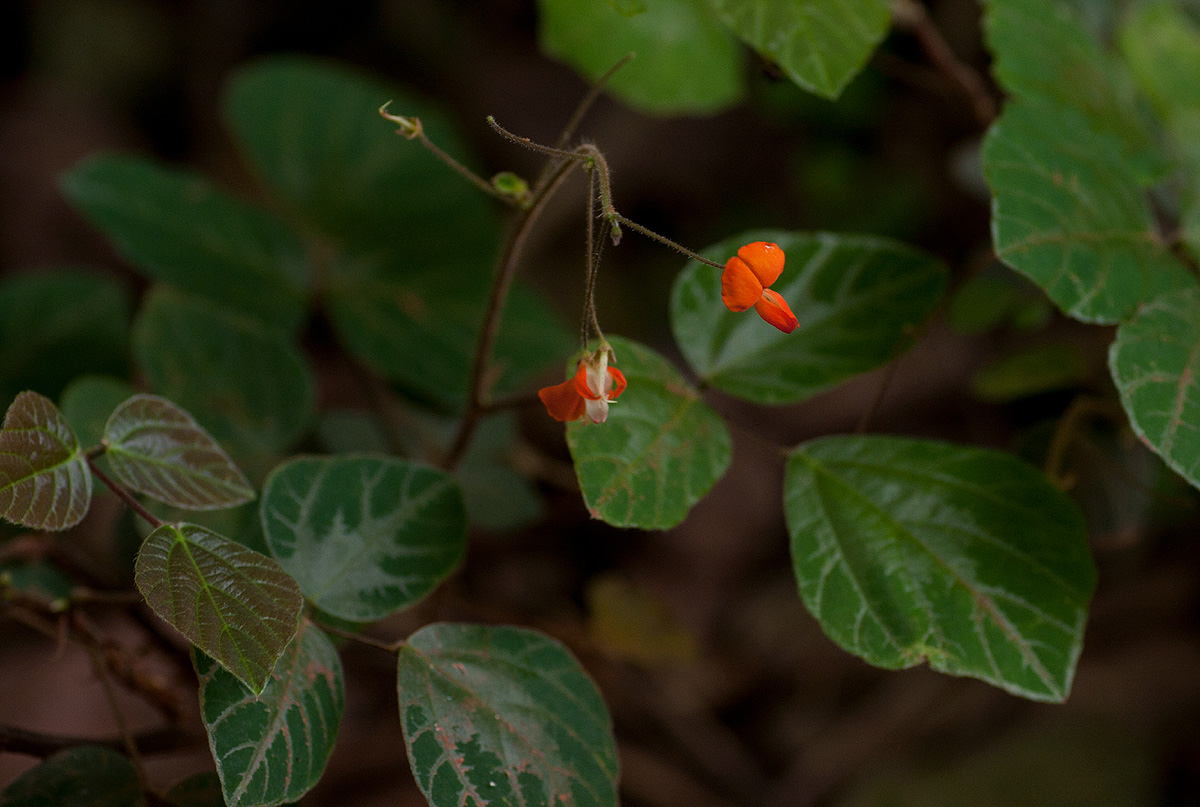 Hylodesmum repandum Hylodesmum repandum