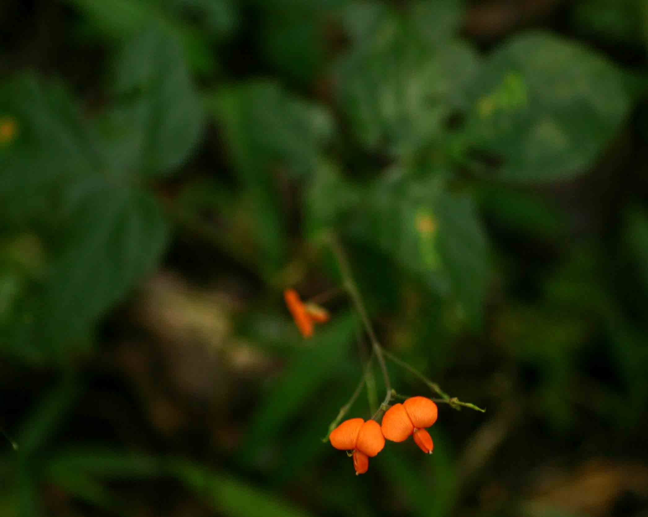 Hylodesmum repandum Hylodesmum repandum