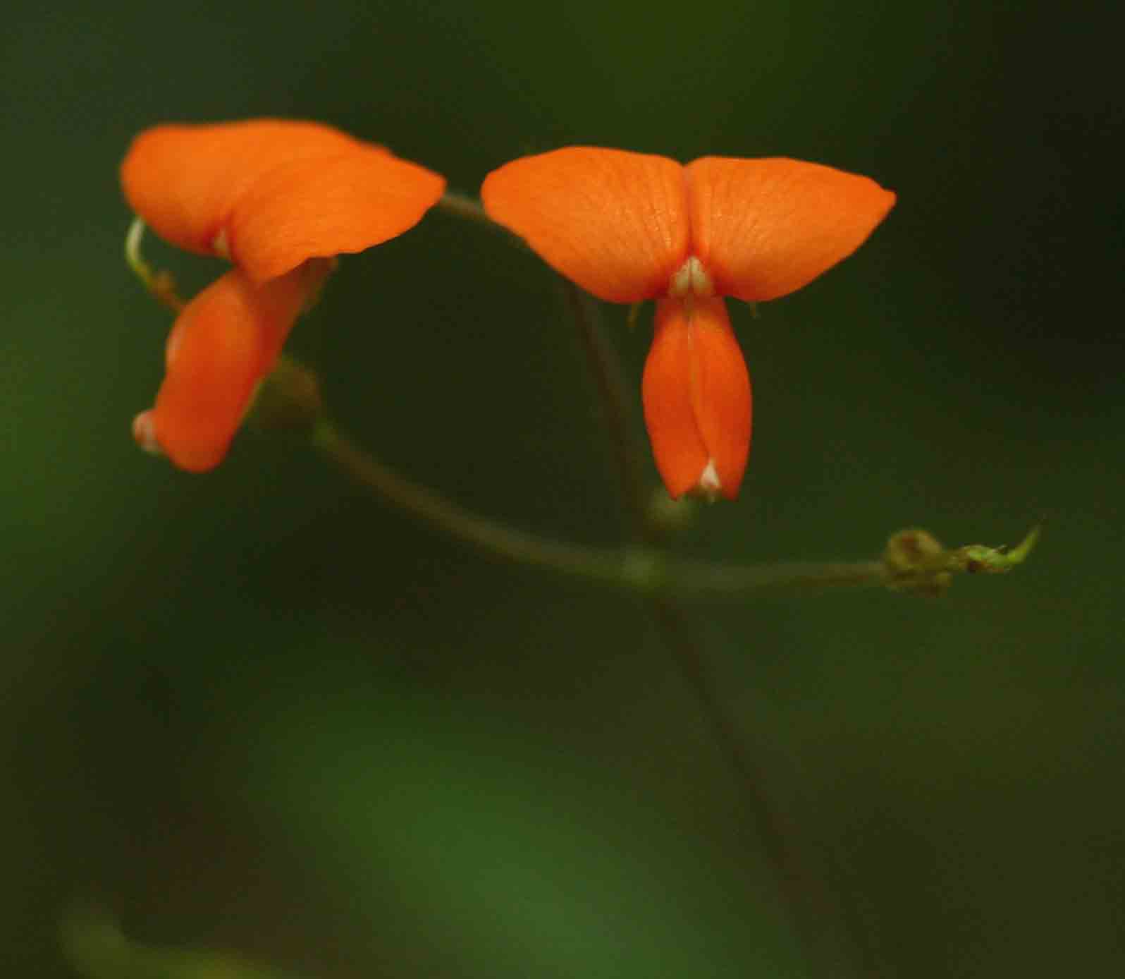 Hylodesmum repandum Hylodesmum repandum