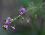 Desmodium tortuosum