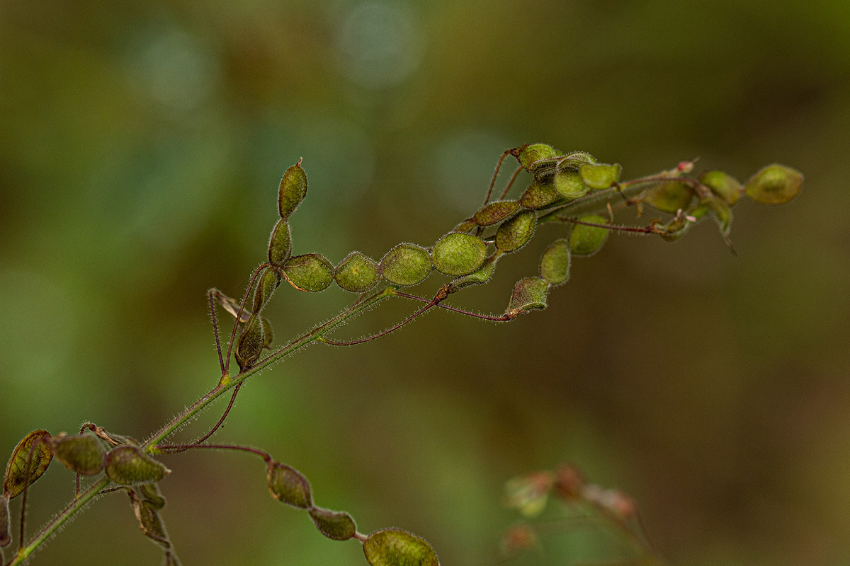 Desmodium tortuosum